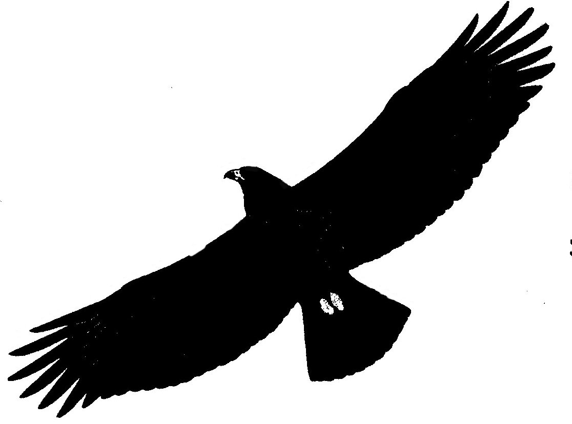 aigle