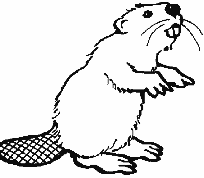 castor